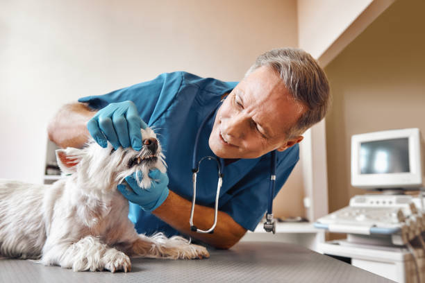 Tooth Infection Emergency Dentist in KY